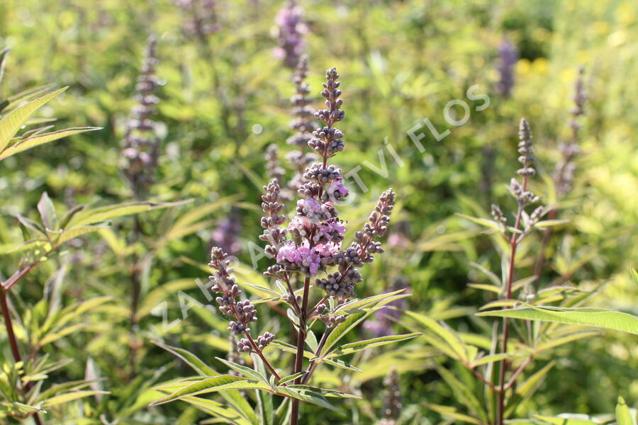 Drmek obecný 'Pink Pinnacle' - Vitex agnus castus 'Pink Pinnacle'
