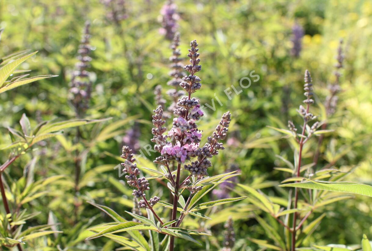 Drmek obecný 'Pink Pinnacle' - Vitex agnus castus 'Pink Pinnacle'