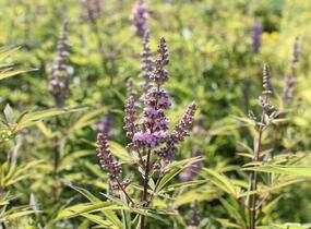 Drmek obecný 'Pink Pinnacle' - Vitex agnus castus 'Pink Pinnacle'
