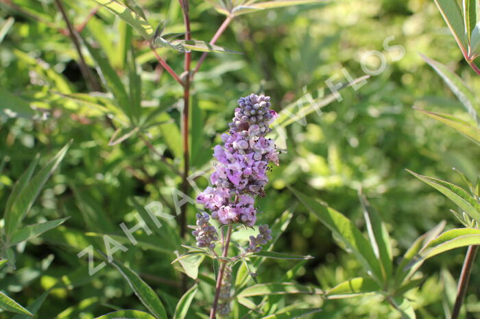Drmek obecný 'Pink Pinnacle' - Vitex agnus castus 'Pink Pinnacle'