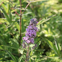 Drmek obecný 'Pink Pinnacle' - Vitex agnus castus 'Pink Pinnacle'