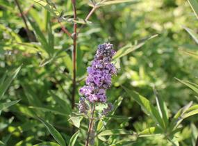 Drmek obecný 'Pink Pinnacle' - Vitex agnus castus 'Pink Pinnacle'