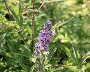 Drmek obecný 'Pink Pinnacle'