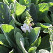 Divizna 'Jackie in Spots' - Verbascum hybridum 'Jackie in Spots'