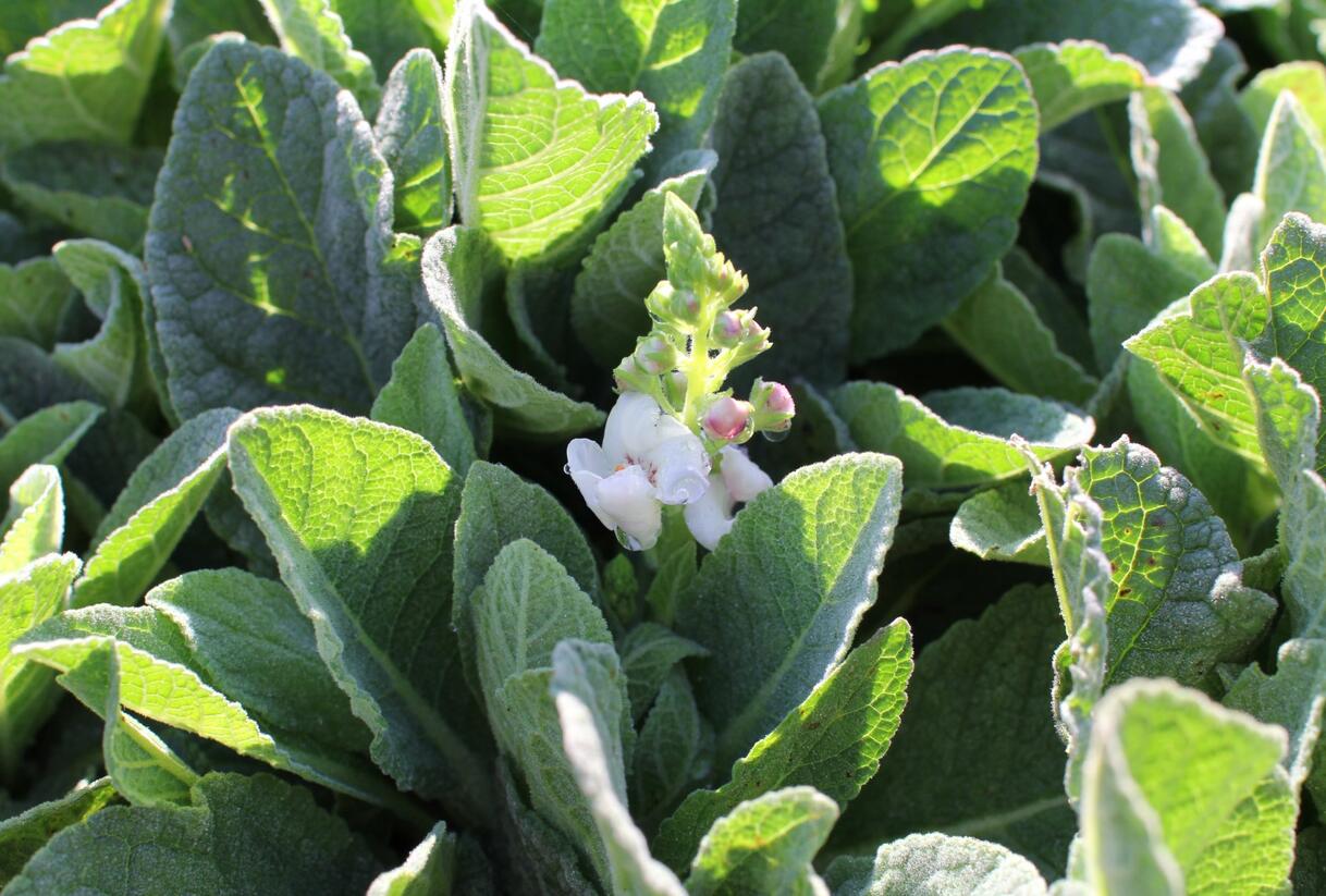 Divizna 'Jackie in Spots' - Verbascum hybridum 'Jackie in Spots'