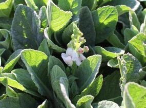 Divizna 'Jackie in Spots' - Verbascum hybridum 'Jackie in Spots'