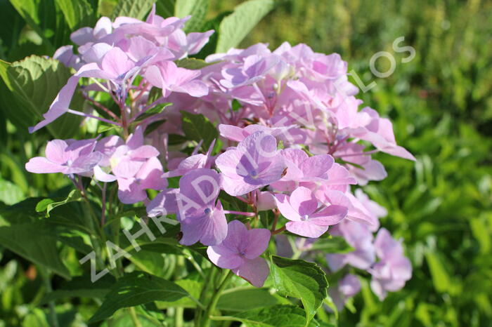 Hortenzie velkoliská 'Sweet Seduction' - Hydrangea macrophylla 'Sweet Seduction'