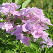 Hortenzie velkoliská 'Sweet Seduction' - Hydrangea macrophylla 'Sweet Seduction'