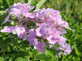 Hortenzie velkolistá 'Sweet Seduction' - Hydrangea macrophylla 'Sweet Seduction'