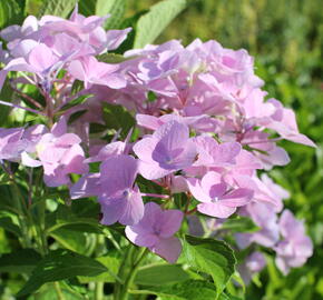 Hortenzie velkoliská 'Sweet Seduction' - Hydrangea macrophylla 'Sweet Seduction'