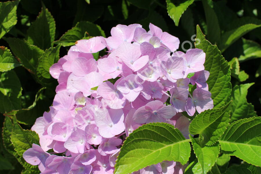 Hortenzie velkoliská 'Sweet Seduction' - Hydrangea macrophylla 'Sweet Seduction'