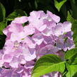 Hortenzie velkoliská 'Sweet Seduction' - Hydrangea macrophylla 'Sweet Seduction'