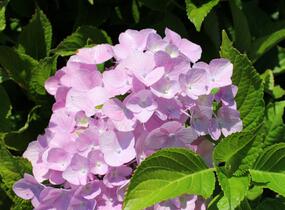 Hortenzie velkolistá 'Sweet Seduction' - Hydrangea macrophylla 'Sweet Seduction'