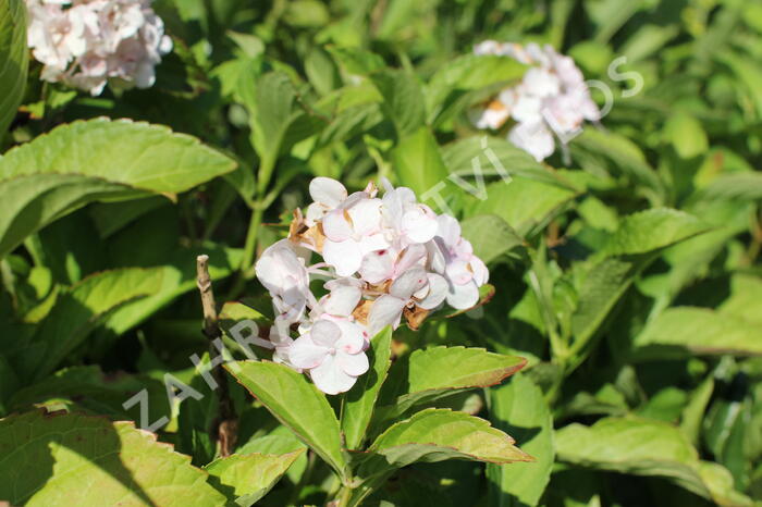 Hortenzie velkolistá 'Soeur Therese' - Hydrangea macrophylla 'Soeur Therese'