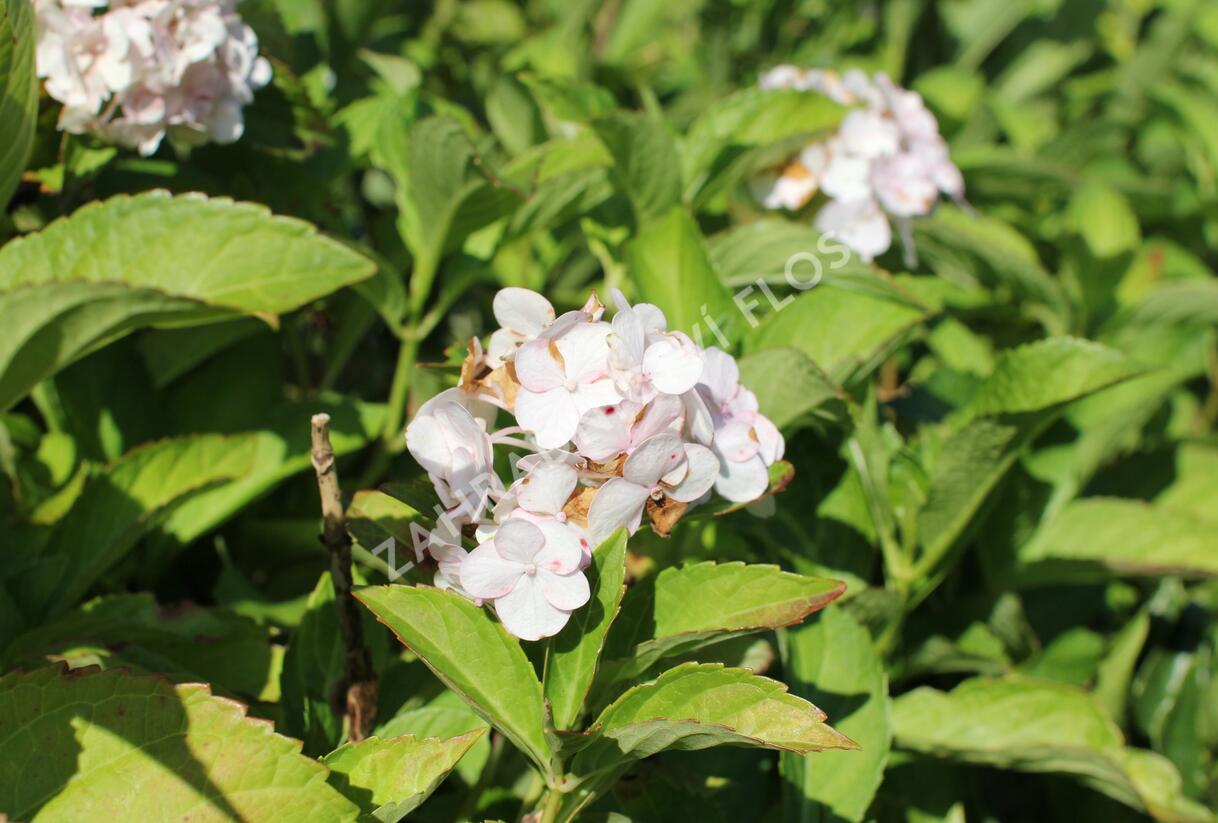 Hortenzie velkolistá 'Soeur Thérèse' - Hydrangea macrophylla 'Soeur Thérèse'