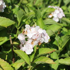 Hortenzie velkolistá 'Soeur Therese' - Hydrangea macrophylla 'Soeur Therese'