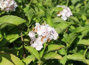 Hortenzie velkolistá 'Soeur Thérèse' - Hydrangea macrophylla 'Soeur Thérèse'