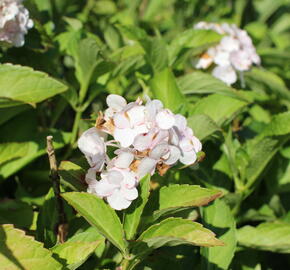 Hortenzie velkolistá 'Soeur Therese' - Hydrangea macrophylla 'Soeur Therese'