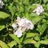 hortenzie-velkolista-soeur-therese.jpg