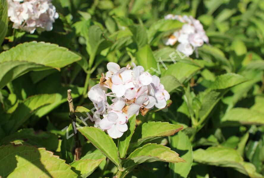 Hortenzie velkolistá 'Soeur Thérèse' - Hydrangea macrophylla 'Soeur Thérèse'