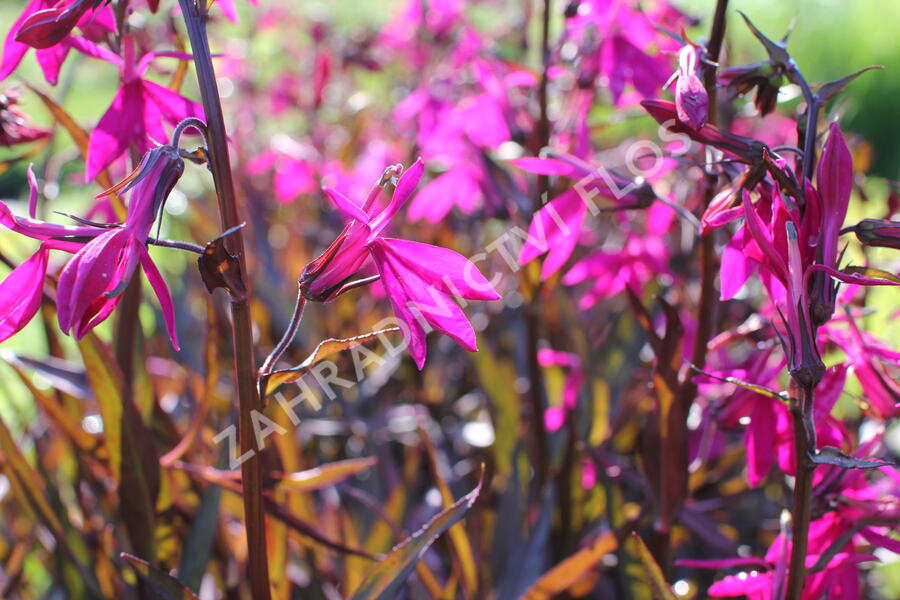Lobelka 'Russian Princess' - Lobelia speciosa 'Russian Princess'