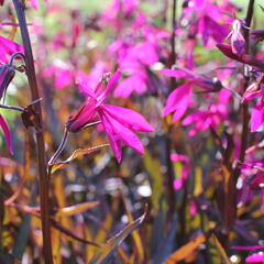 Lobelka 'Russian Princess' - Lobelia speciosa 'Russian Princess'