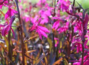 Lobelka 'Russian Princess' - Lobelia speciosa 'Russian Princess'
