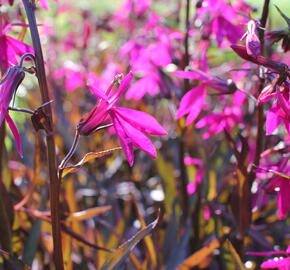 Lobelka 'Russian Princess' - Lobelia speciosa 'Russian Princess'
