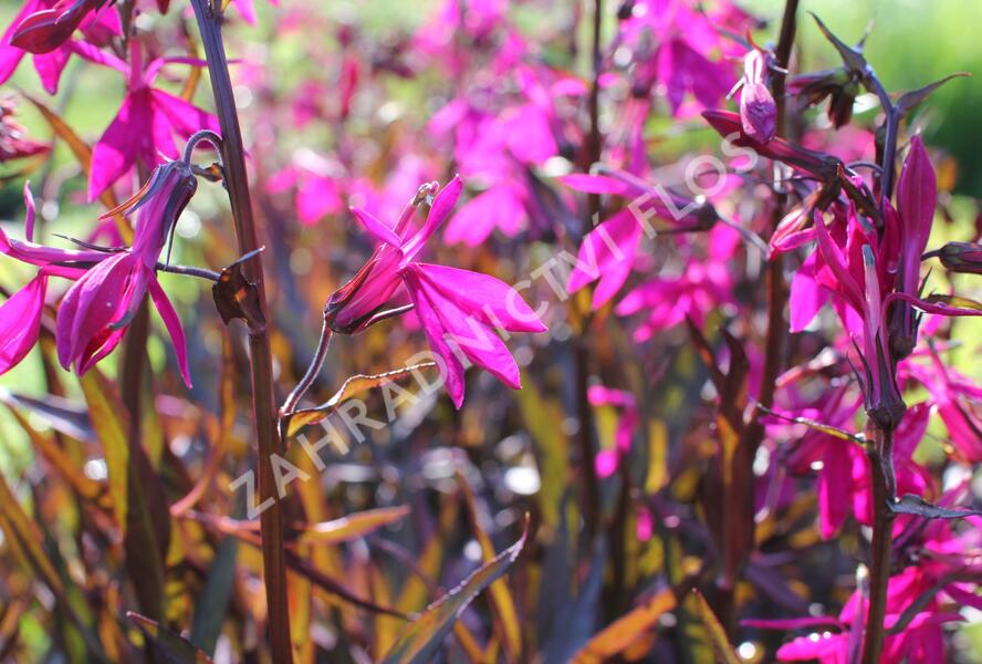Lobelka 'Russian Princess' - Lobelia speciosa 'Russian Princess'