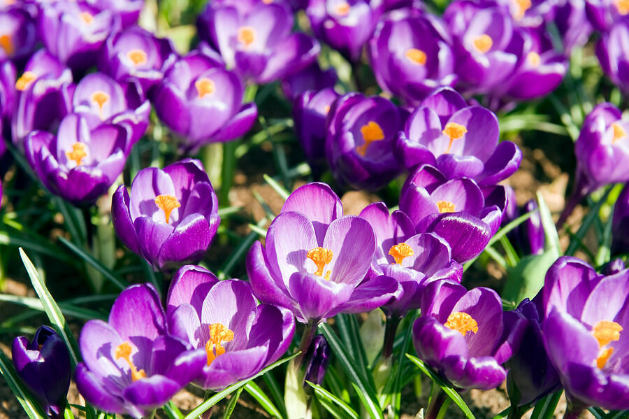 Krokus, šafrán 'Flower Record' - Crocus 'Flower Record'