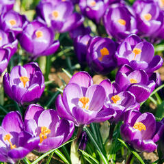 Krokus, šafrán 'Flower Record' - Crocus 'Flower Record'