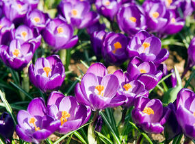 Krokus, šafrán 'Flower Record' - Crocus 'Flower Record'