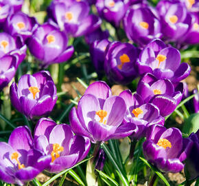 Krokus, šafrán 'Flower Record' - Crocus 'Flower Record'