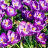 krokus-safran-flower-record.jpg
