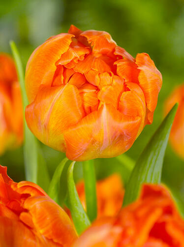 Tulipán plnokvětý raný 'Monte Orange' - Tulipa Double Early 'Monte Orange'