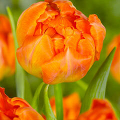 Tulipán plnokvětý raný 'Monte Orange' - Tulipa Double Early 'Monte Orange'