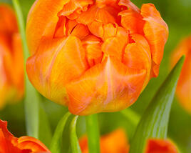 Tulipán plnokvětý raný 'Monte Orange'
