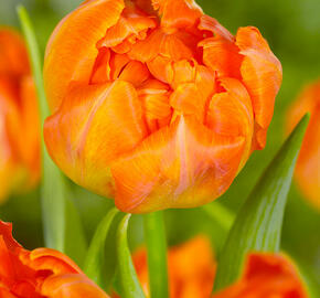 Tulipán plnokvětý raný 'Monte Orange' - Tulipa Double Early 'Monte Orange'