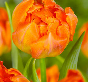 Tulipán 'Monte Orange' - Tulipa 'Monte Orange'