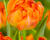 Tulipán plnokvětý raný 'Monte Orange'