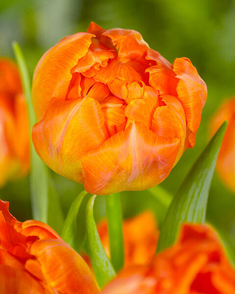 Tulipán plnokvětý raný 'Monte Orange' - Tulipa Double Early 'Monte Orange'
