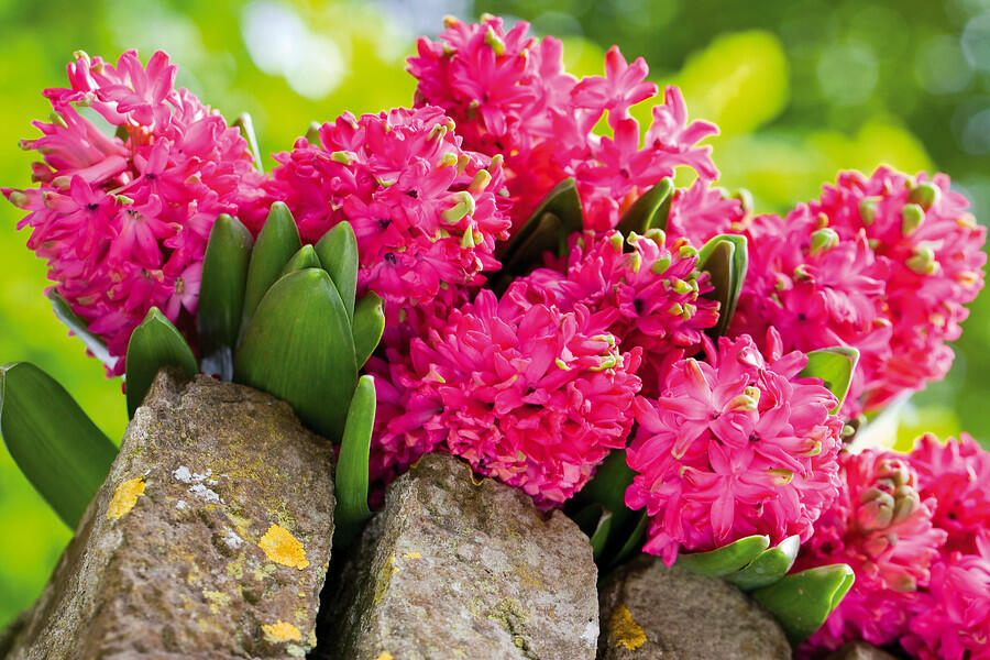 Hyacint 'Jan Bos' - Hyacinthus 'Jan Bos'