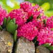 Hyacint 'Jan Bos' - Hyacinthus 'Jan Bos'