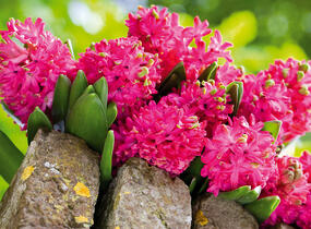Hyacint 'Jan Bos' - Hyacinthus 'Jan Bos'