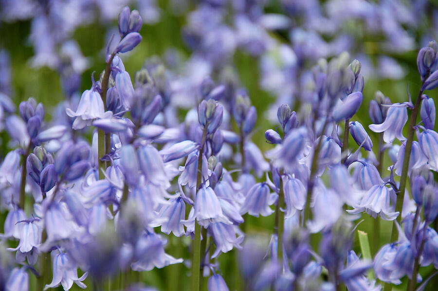 Hyacintovec španělský 'Blue' - Hyacinthoides hispanica 'Blue'