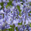 Hyacintovec španělský 'Blue' - Hyacinthoides hispanica 'Blue'