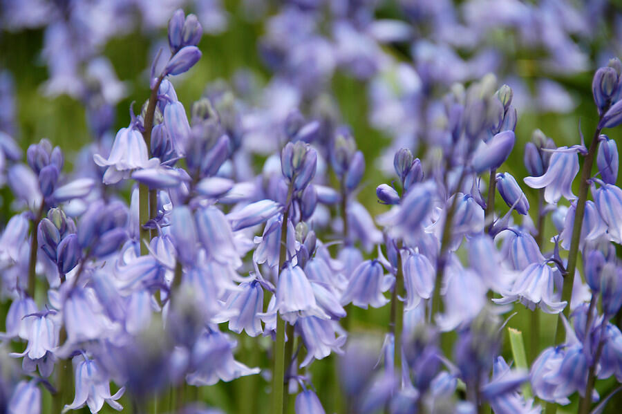 Hyacintovec španělský 'Blue' - Hyacinthoides hispanica 'Blue'