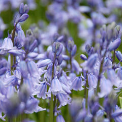 Hyacintovec španělský 'Blue' - Hyacinthoides hispanica 'Blue'