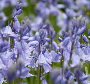 Hyacintovec španělský 'Blue' - Hyacinthoides hispanica 'Blue'