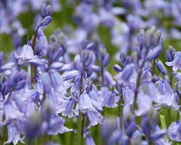 Hyacintovec španělský 'Blue'